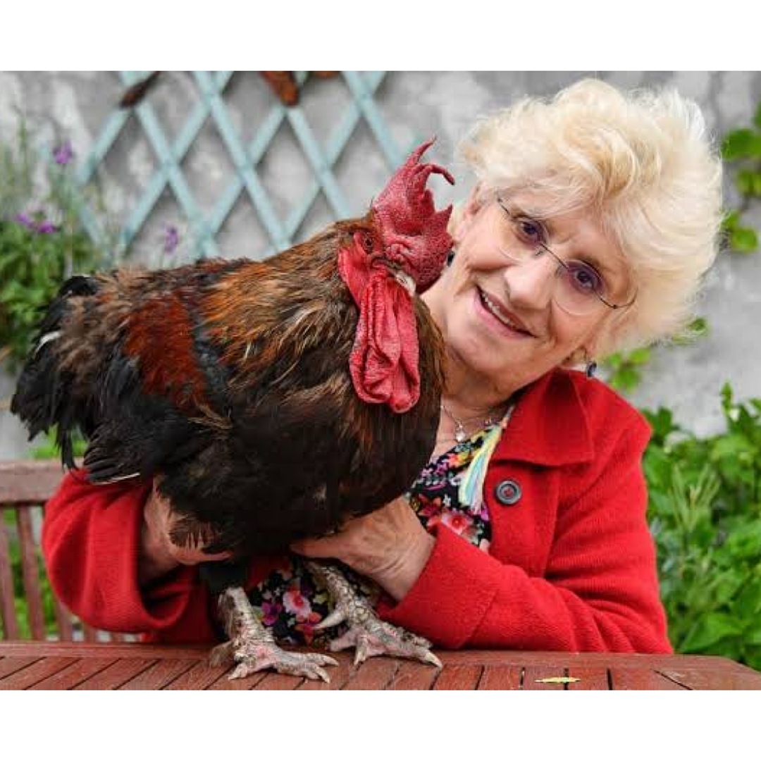 A Rooster Wins Case In Court