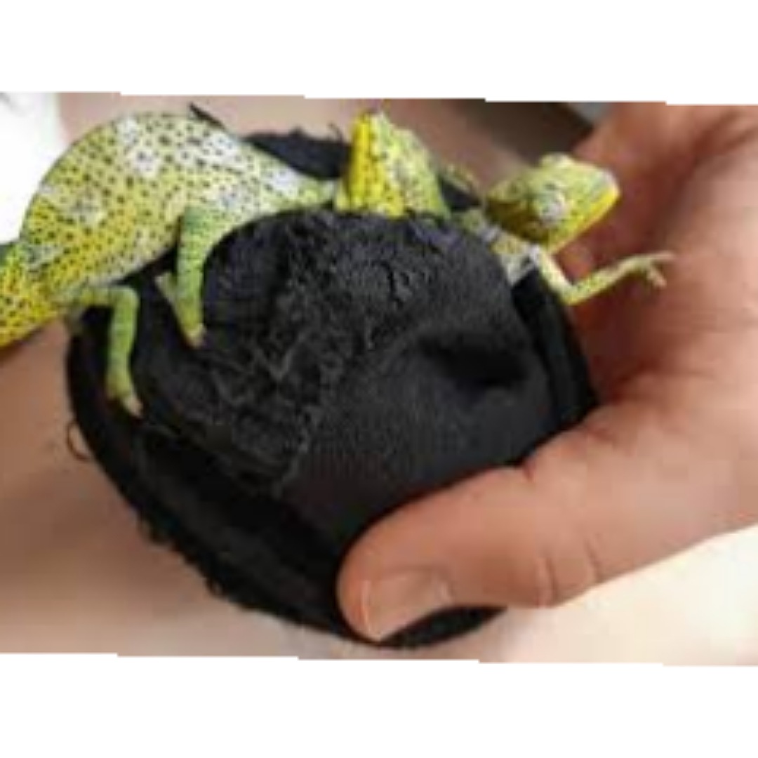 Chameleons Found At The Airport