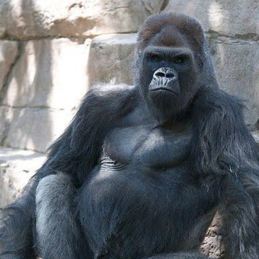 A Gorilla Recovers From Covid-19